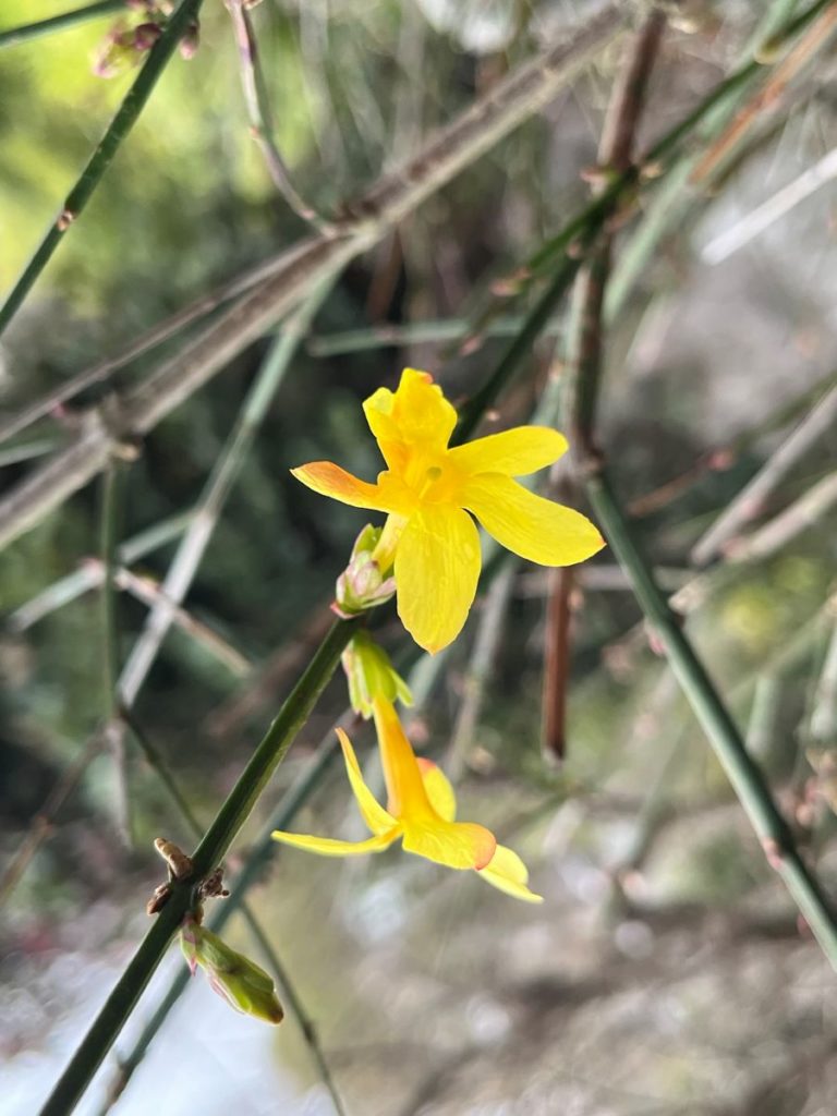 fleur de jasmin d'hiver, jasminum nudiflorum