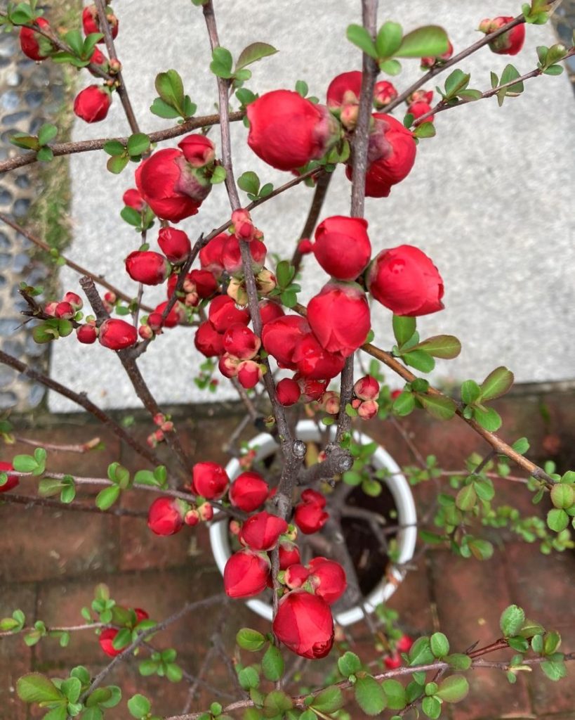 Chaenomeles_cognassier du japon