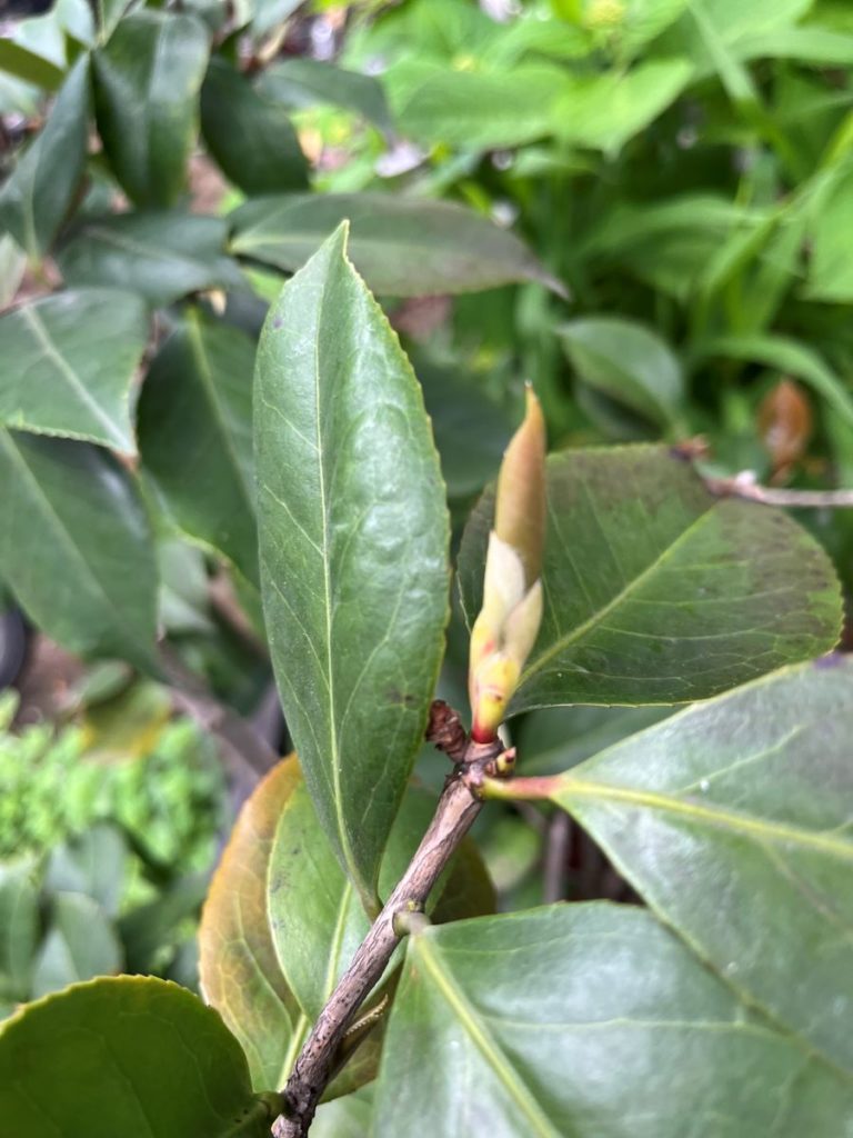 bourgeon a feuille d'un camelia