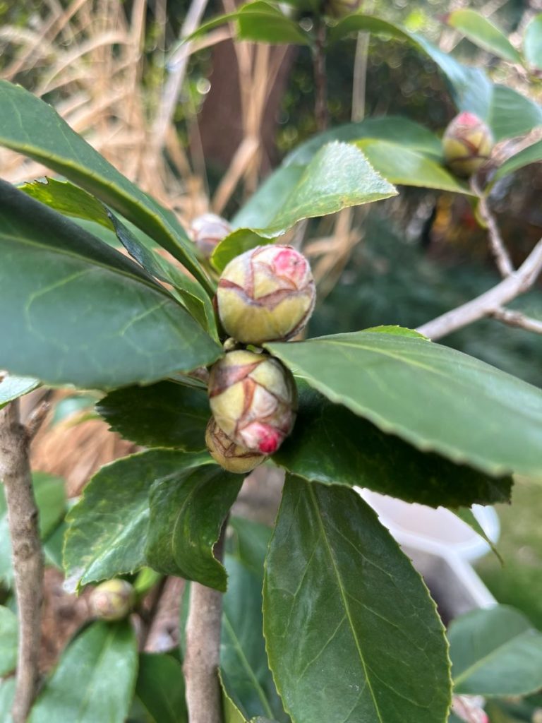 bourgeon floral d'un camelia