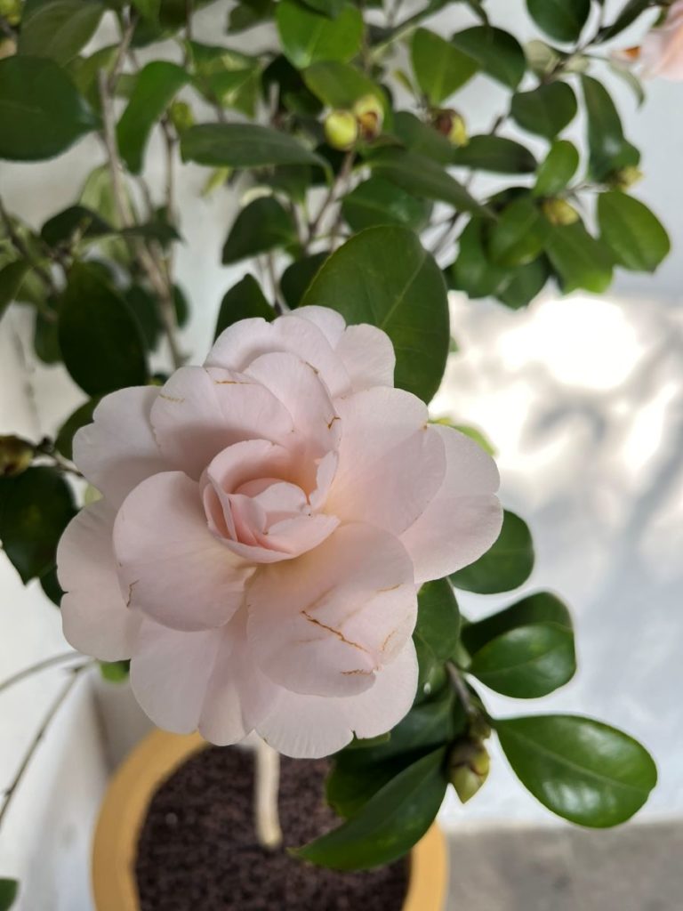 camelia japonica blanc