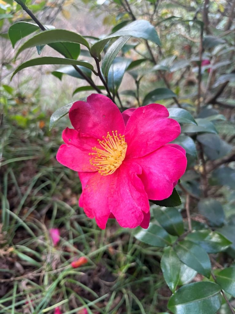camélia sasanqua d'automne