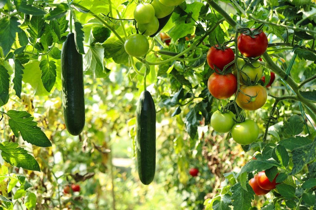 Concombres suspendus et grappes de tomates mûres et vertes poussant sur des tiges dans un potager en hauteur, sous une lumière naturelle abondante.