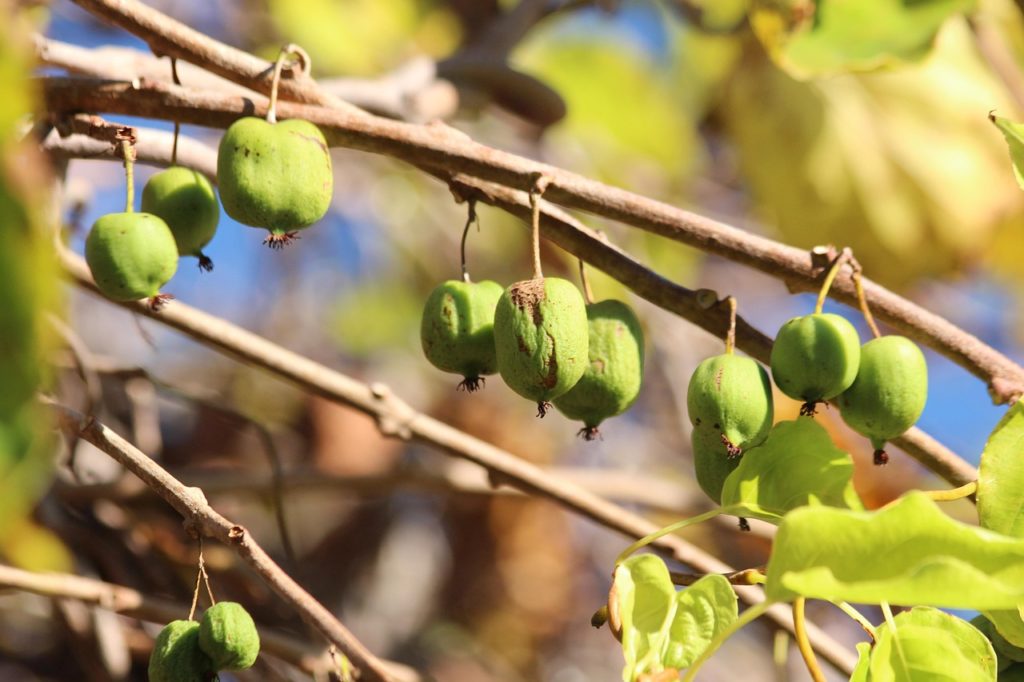 Mini-kiwis (kiwaï) poussant sur une liane cultivée en extérieur