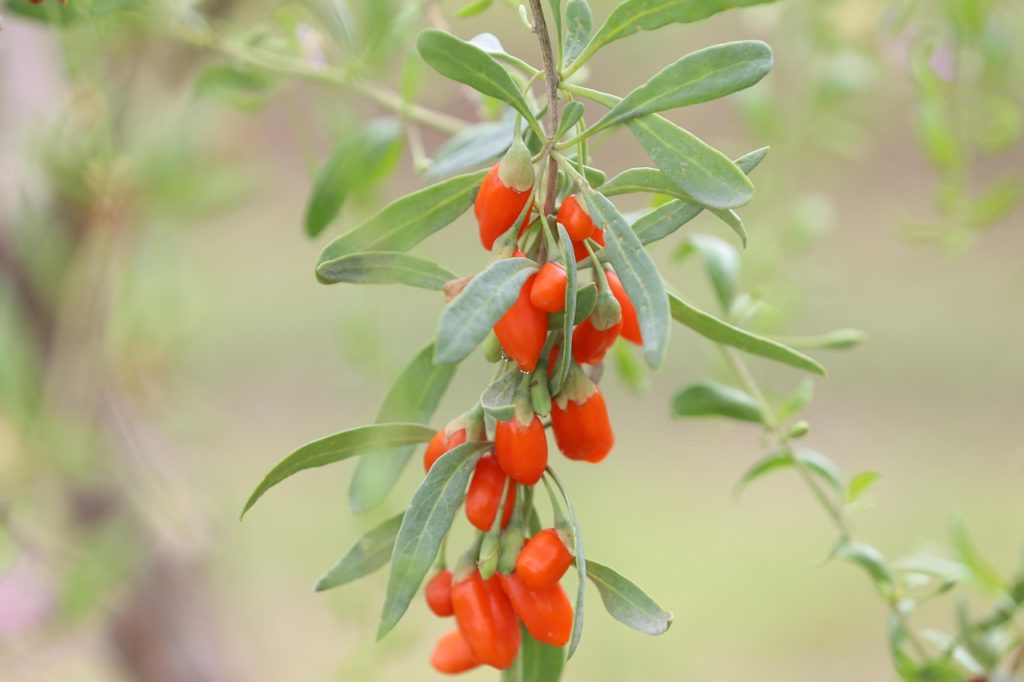 Grappes de baies de goji rouges suspendues sur une branche d’arbuste