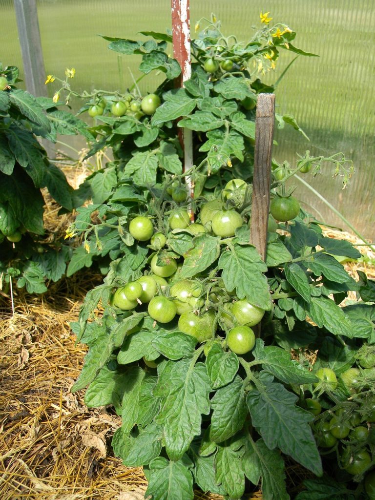 Pied de tomates vertes compactes poussant sur un support simple dans une serre ou un petit potager, entouré de paillis de paille.