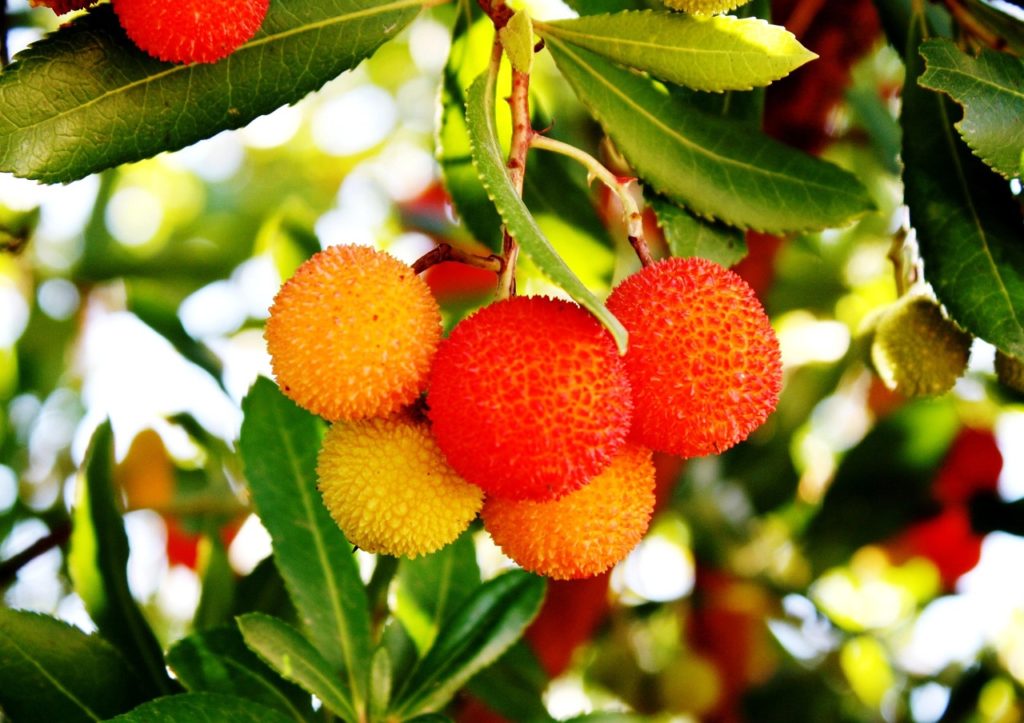 Fruits rouges et orangés de l’arbousier, appelés aussi arbres aux fraises, prêts à être récoltés