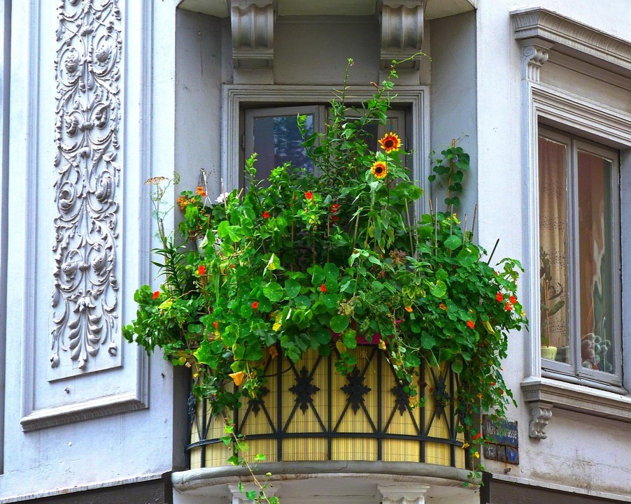 Petit balcon urbain transformé en potager avec tournesols, capucines et plantes comestibles