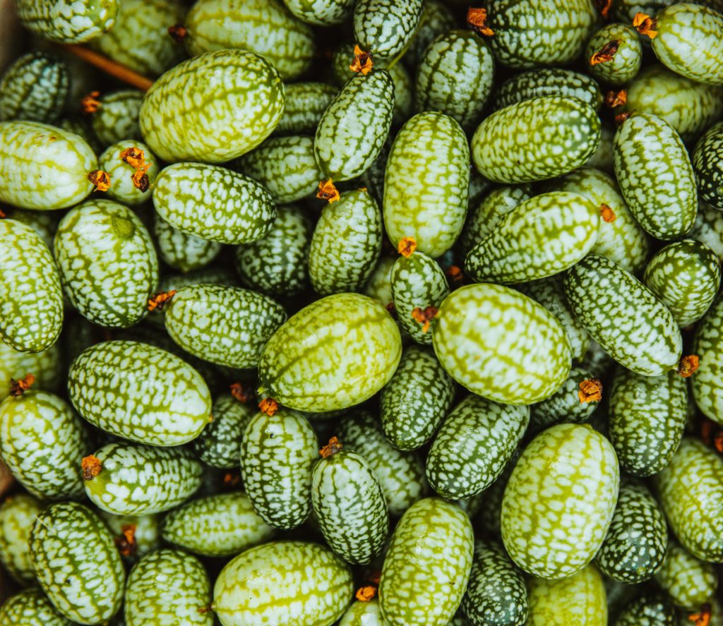 Gros plan sur des fruits de mélothrie, petits concombres marbrés verts à cultiver en pot sur un balcon