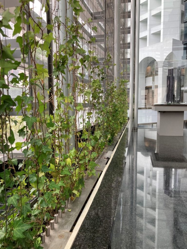 Plantes grimpantes guidées sur treillis en intérieur lumineux, exemple de palissage vertical