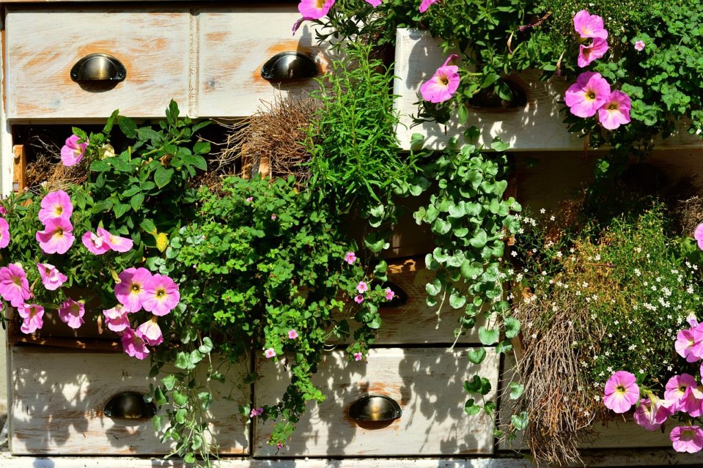 Petunias, aromatiques et plantes retombantes dans des tiroirs en bois recyclés