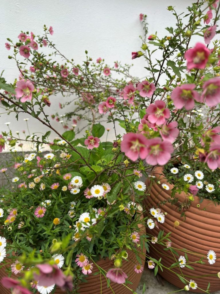 Erigeron karvinskianus et Althaea cannabina roses en pot sur fond de mur blanc, parfaits pour un balcon lumineux