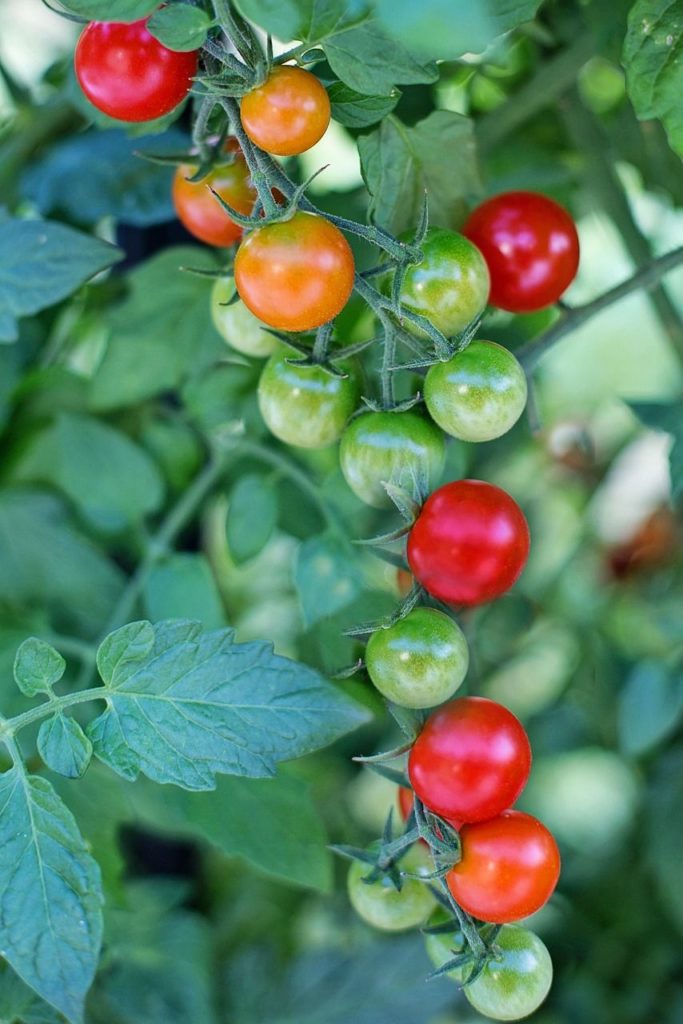 tomate cerise pas entierement mures