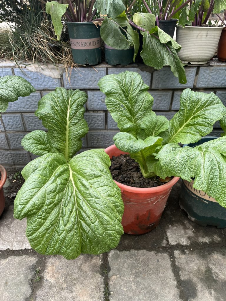 feuilles de moutardes dans un pot - comme un mini potager de ville