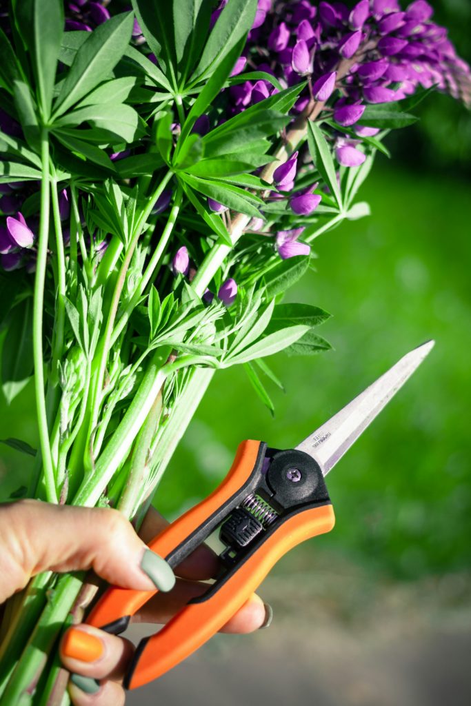 Main tenant un bouquet de fleurs violettes fraîchement taillees, avec un secateur orange