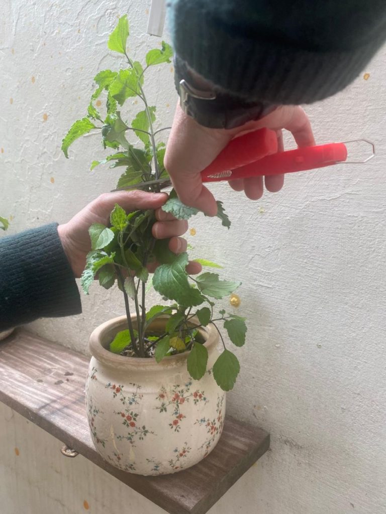 Geste de pincement sur une sauge avec un secateur  devant un mur clair