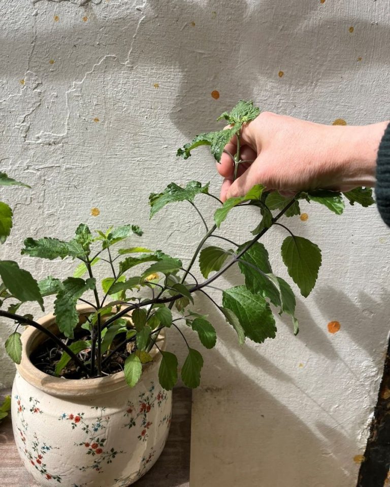 Main pinçant le sommet d’une tige de plante vivace en pot, geste de taille doux