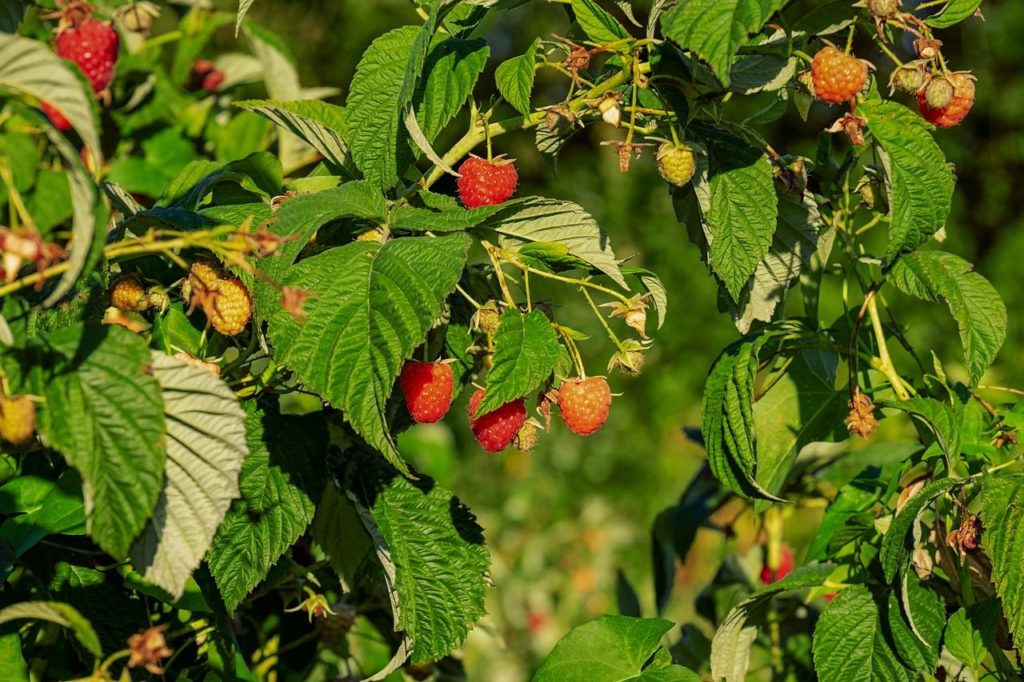 Branches de framboisier avec des framboises rouges mûres prêtes à être cueillies