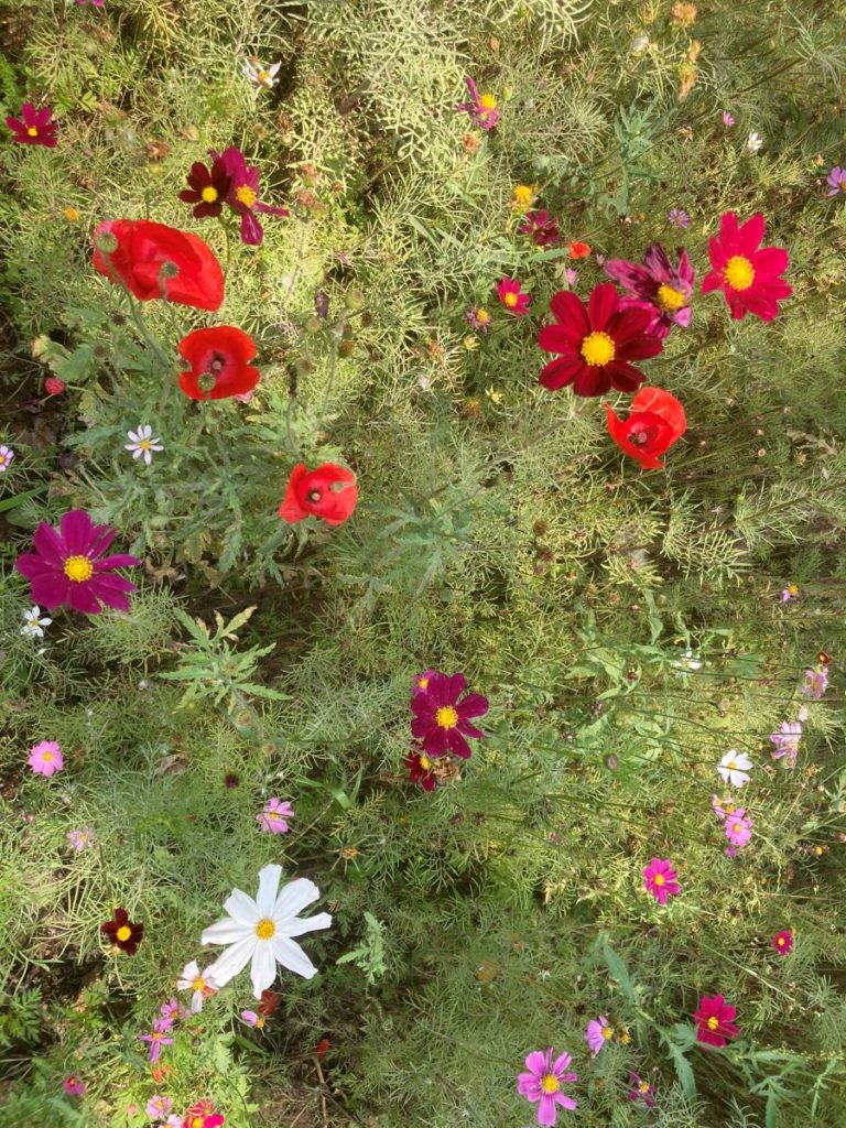 Melange de fleur de cosmos et coquelicots