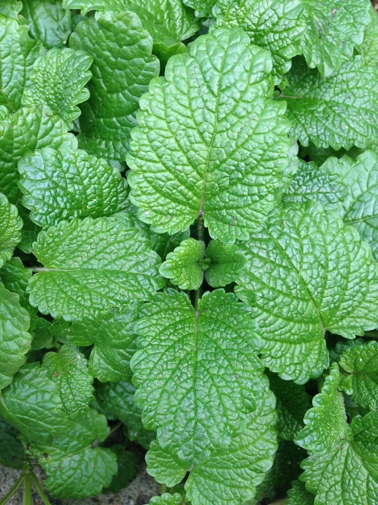 feuilles de melisse officinale