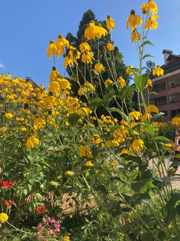 Rudbeckias jaunes à longues tiges retombantes dans un massif ensoleillé, plantés avec des échinacées et des achillées