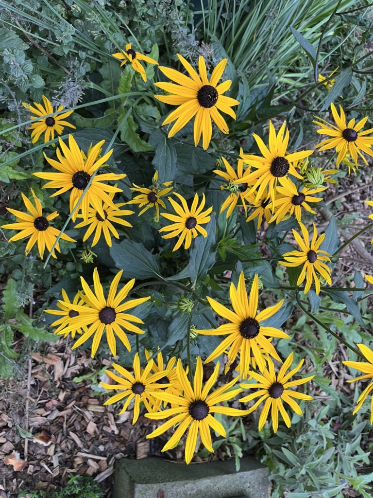 Ruddbekias dans un massif de fleurs