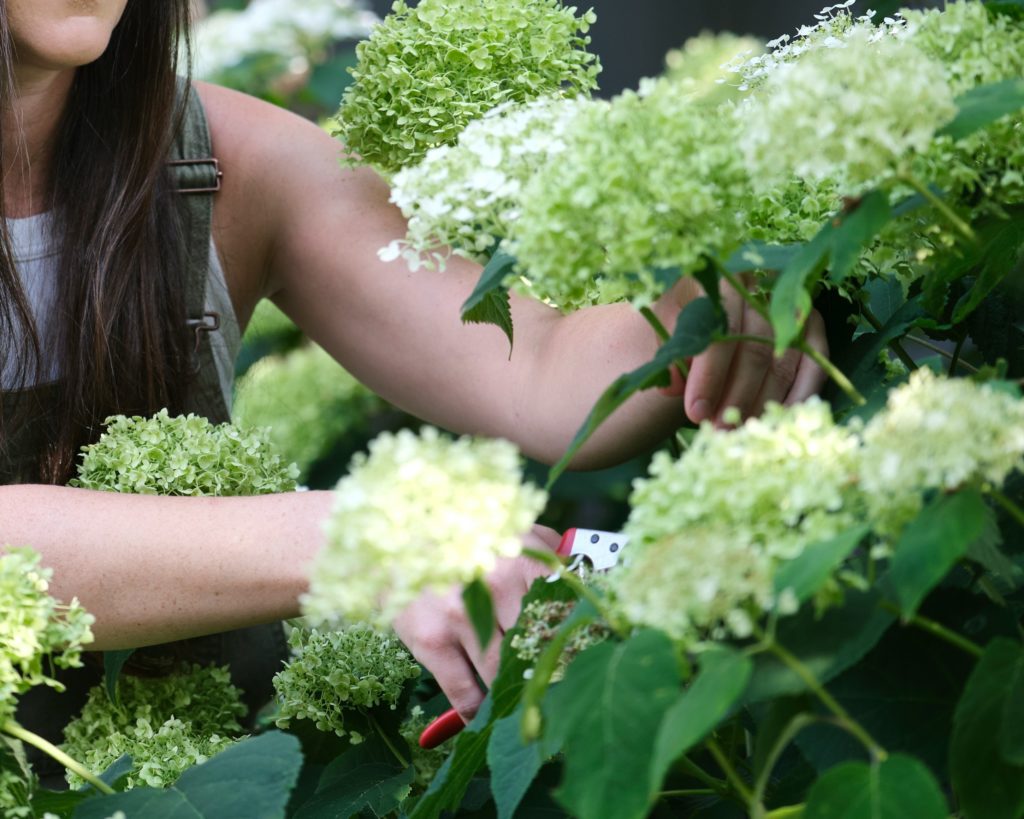 emme en train de tailler un hortensia avec un sécateur dans un jardin, technique de taille des vivaces type Chelsea Chop