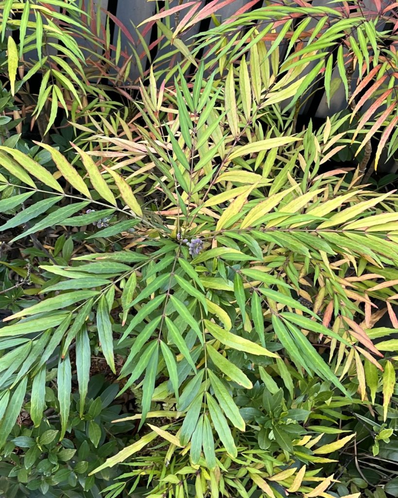 ros plan sur le feuillage fin, allongé et découpé d’un Mahonia, avec quelques nuances rouges et des baies mauves discrètes.