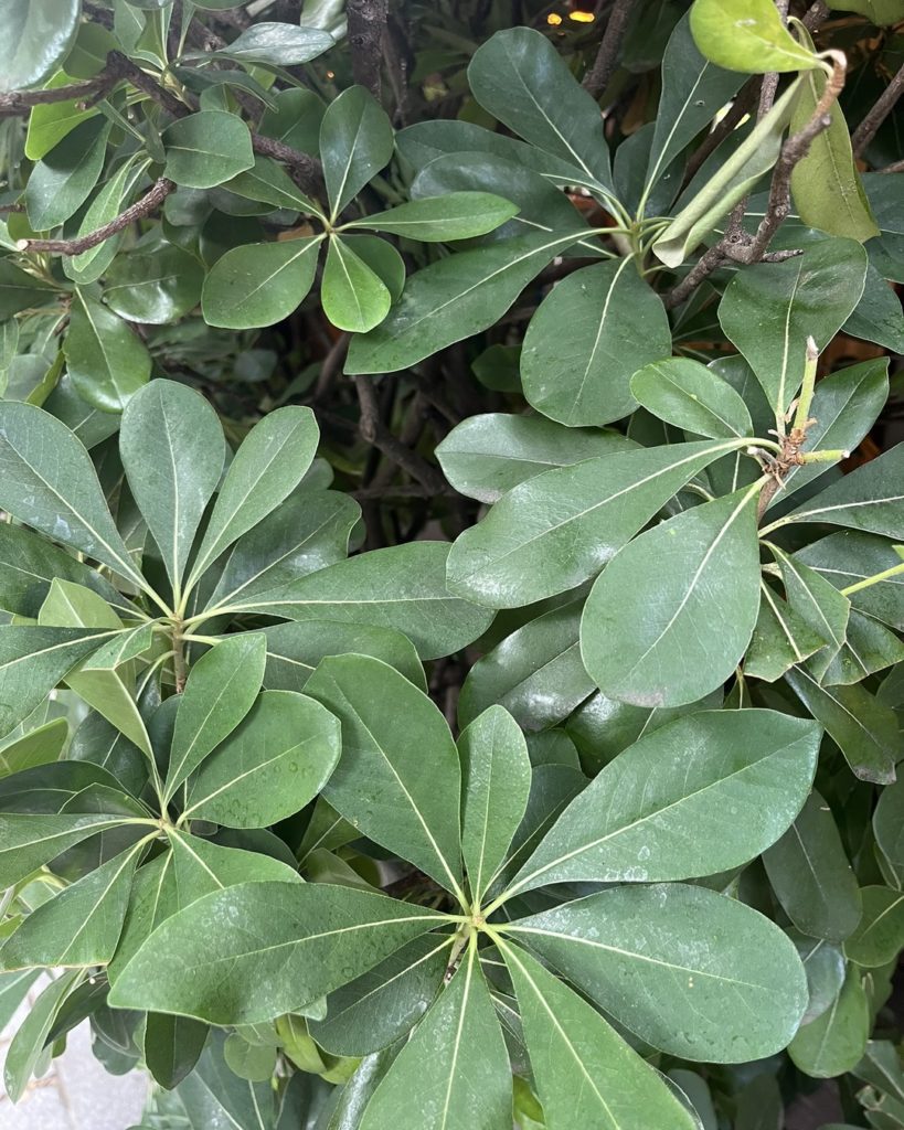 Feuilles brillantes vert foncé du Pittosporum heterophyllum, arbuste persistant et plus rustique que les autres pittosporum