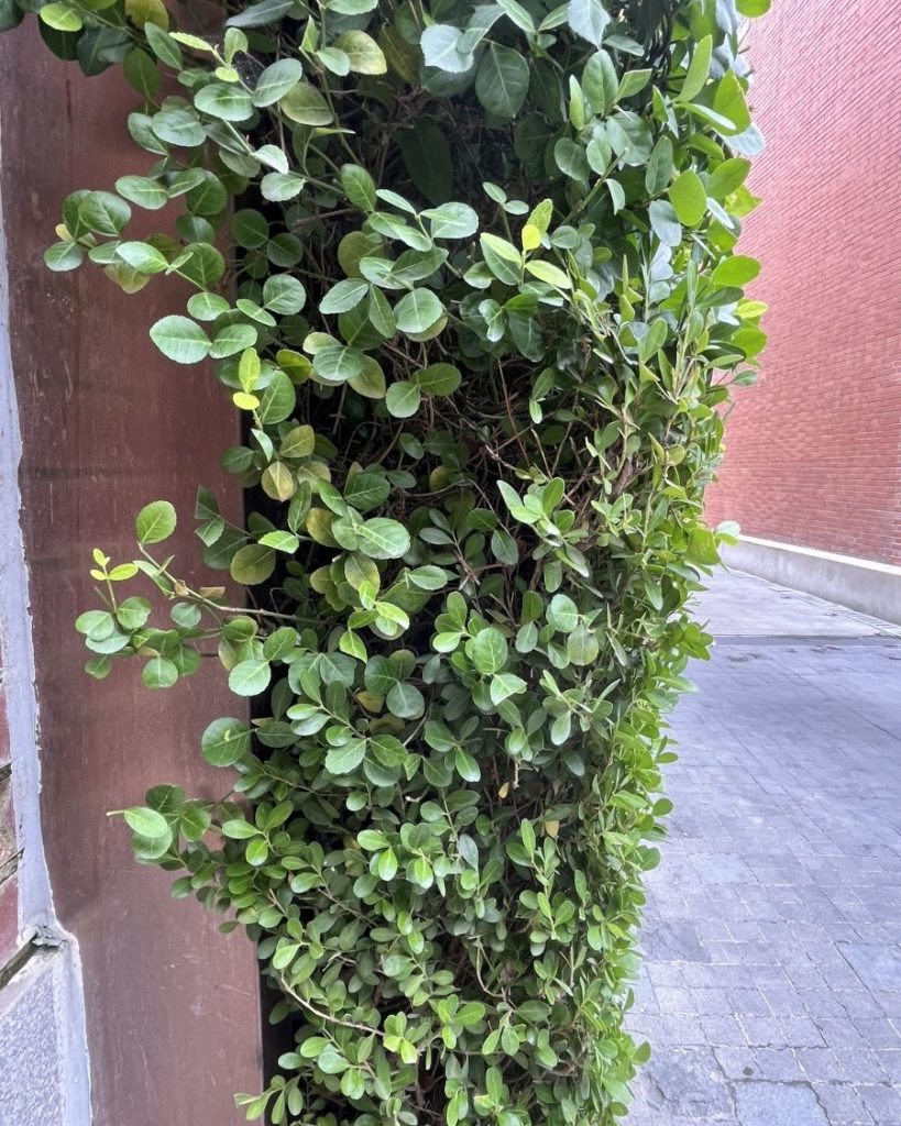 Plante grimpante type Ficus pumila habillant verticalement un mur urbain étroit, apportant une touche de verdure dans une ruelle minérale