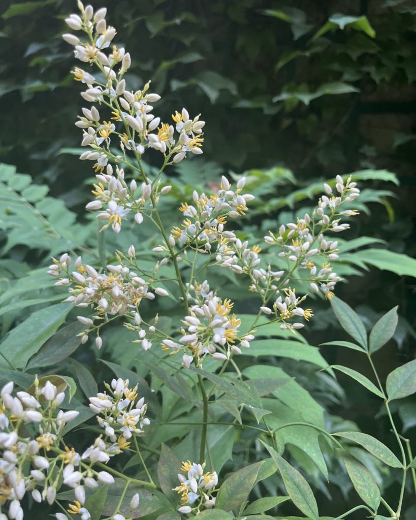 Floraison estivale de Nandina domestica, avec des grappes de petites fleurs blanches à étamines jaunes, sur un feuillage vert décoratif