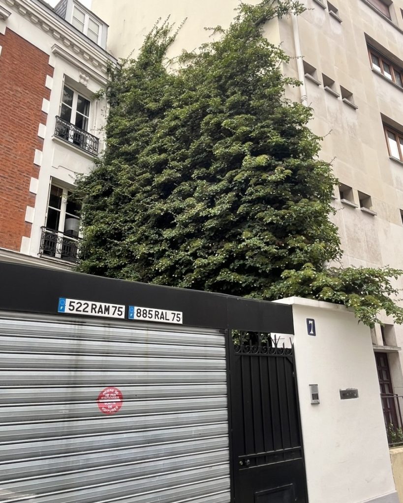 Mur de ville colonisé par un hortensia grimpant en pleine ombre, illustrant une solution naturelle pour végétaliser une paroi verticale.
