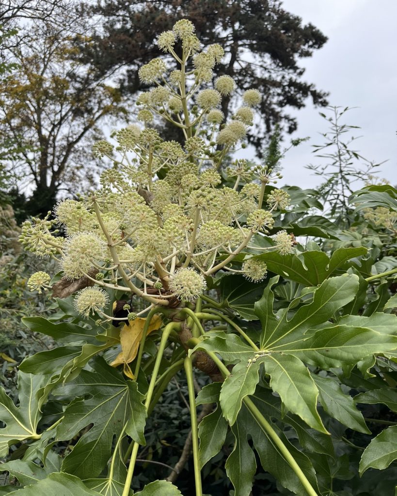 Inflorescence de l’Aralia du Japon (Fatsia japonica) en automne, avec ses grandes feuilles brillantes et découpées