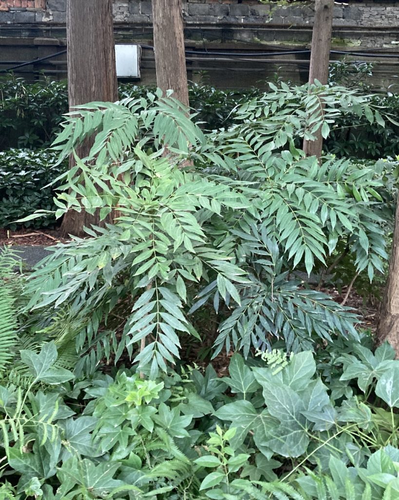 Mahonia à feuillage très découpé en situation mi-ombragée, en lisière de sous-bois, apportant une touche graphique aux plantations.