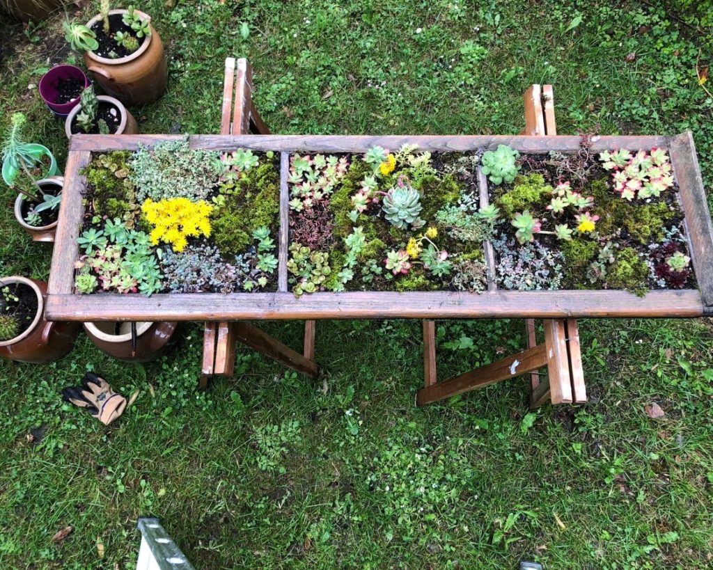 Mur vegetal naturel DIY, à partir d'un cadre de fenetre, en cours de fabrication. Fait à partir de plantes grasses