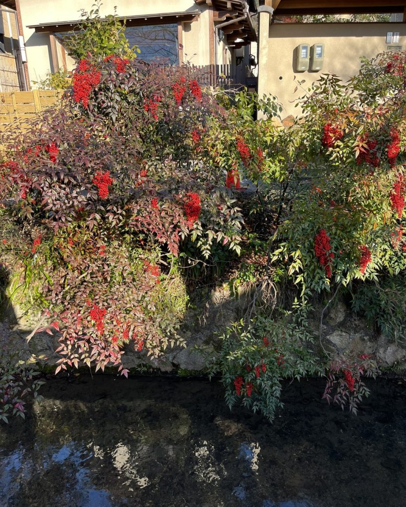 Arbustes de Nandina domestica aux feuilles pourpres et vertes, décorés de baies rouges brillantes, dans un jardin japonais en bord de ruisseau.