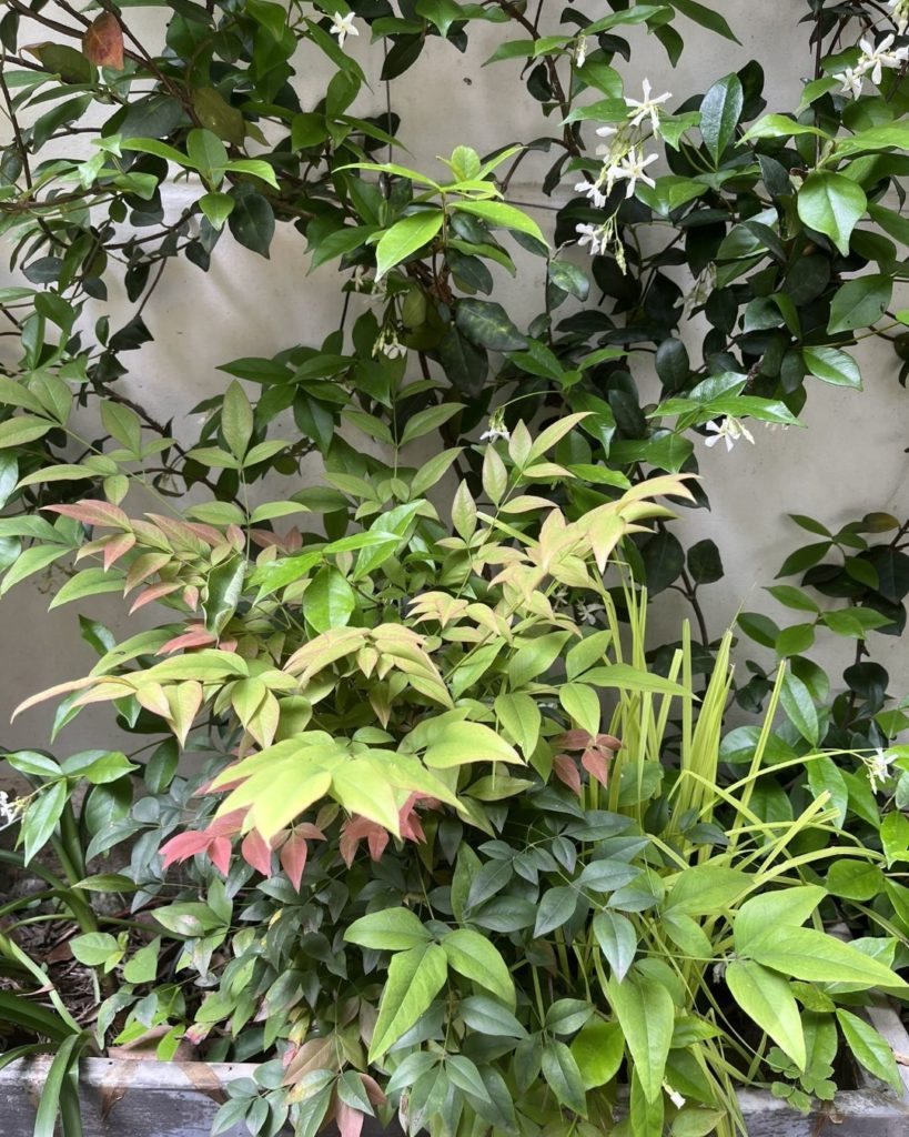 Nandina domestica au feuillage rougeoyant et jasmin étoilé en fleurs dans une jardinière à mi-ombre, deux arbustes persistants faciles pour un jardin urbain