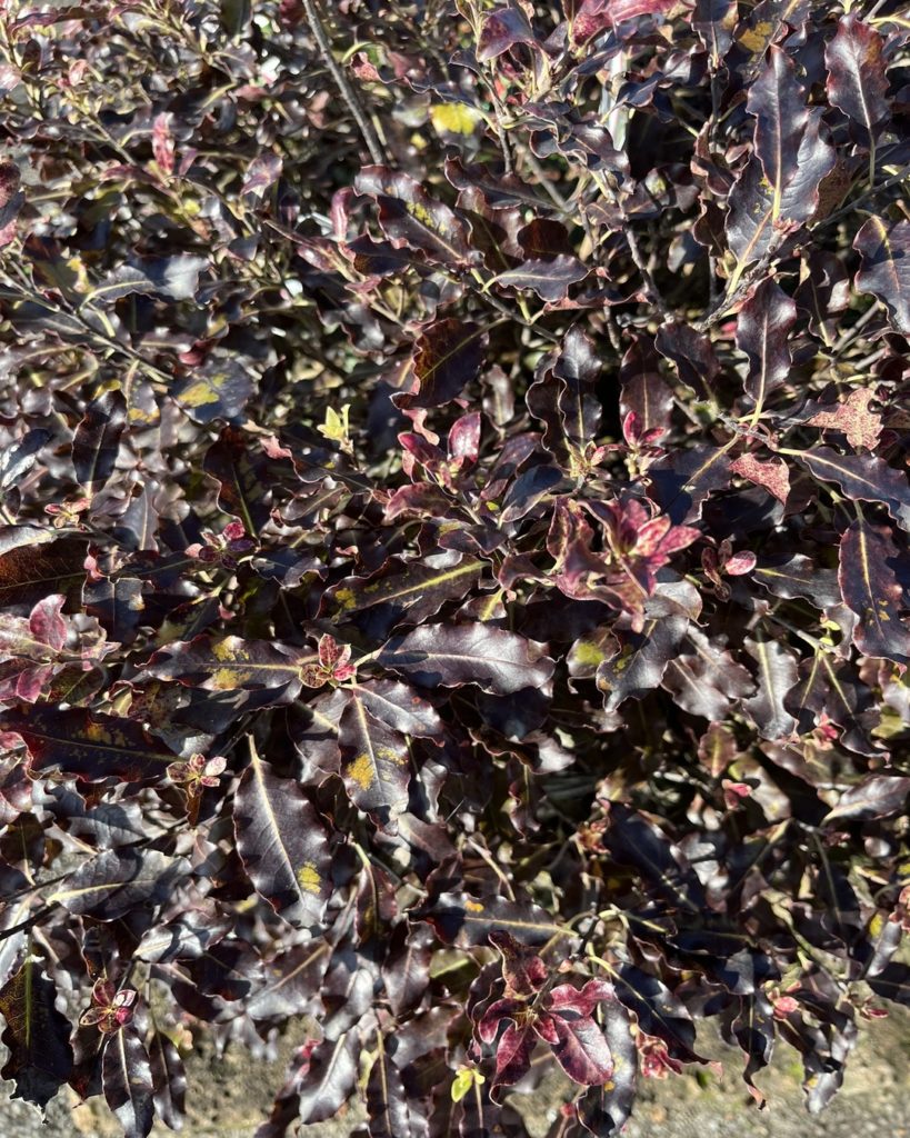 gros plan sur un pittosporum au feuillage pourpre sombre, nervuré et légèrement ondulé, idéal pour apporter de la structure et de la couleur dans un jardin urbain