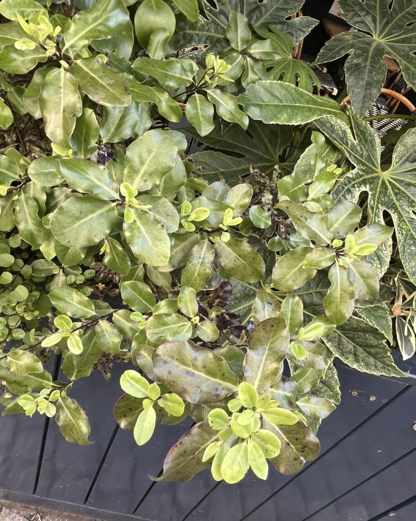 Association de pittosporum tenuifolium au feuillage jaune et fatsia sur une terrasse