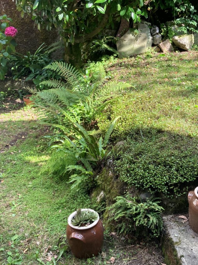 Un talus ou une butte naturelle, un excellent support pour un mur végétal, inspiré des sous-bois.