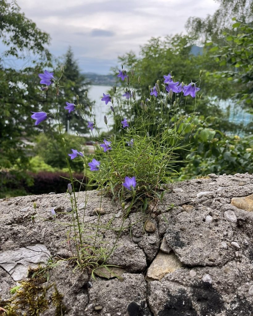 Campanules poussant naturellement dans les fissures d’un muret, exemple de mur végétal naturel en milieu sec