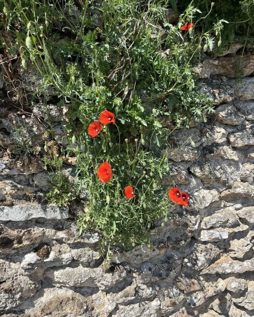 Coquelicots rouges installés spontanément dans les interstices d’un mur en pierre, plantes pionnières sur mur ensoleillé