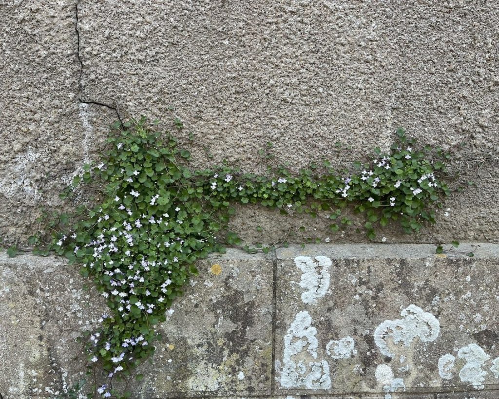 Cymbalaire des murs (Cymbalaria muralis) rampant sur un vieux mur, plante parfaite pour mur mi-ombragé