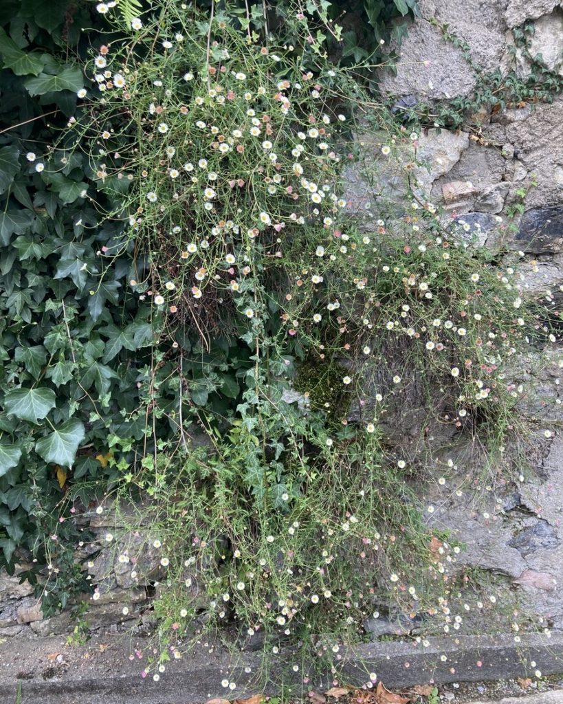 Erigeron karvinskianus en pleine floraison sur un mur en pierre, plante vivace idéale pour murs ensoleillés