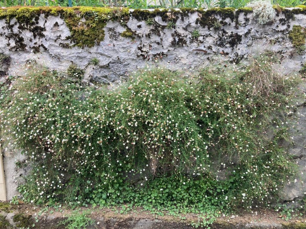 Mur en pierre colonisé naturellement par des érigerons fleuris, formant un mur végétal léger et sans entretien