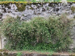 Mur en pierre colonisé naturellement par des érigerons fleuris, formant un mur végétal léger et sans entretien