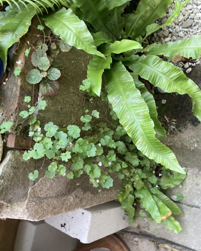 Fougère et cymbalaire installées naturellement dans un contenant en pierre, exemple de mur végétal miniature en milieu ombragé