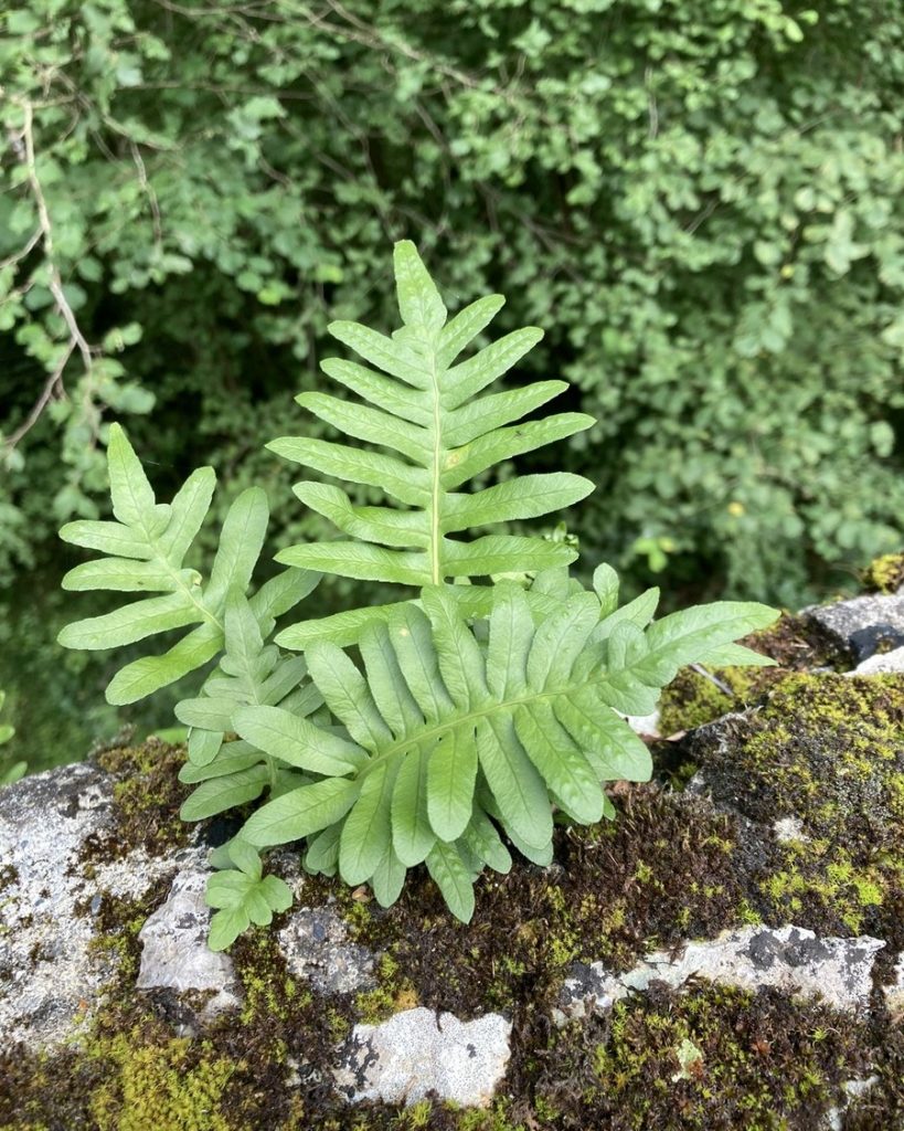 Fougère polypodium poussant spontanément sur un muret moussu, exemple typique de plante pionnière en zone humide
