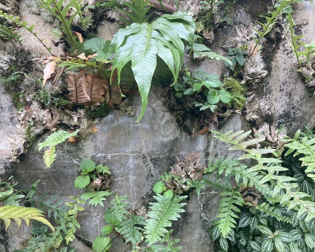 Des fougères variées poussent dans les poches d’un mur végétal vertical en feutre, dans une ambiance de sous-bois humide.