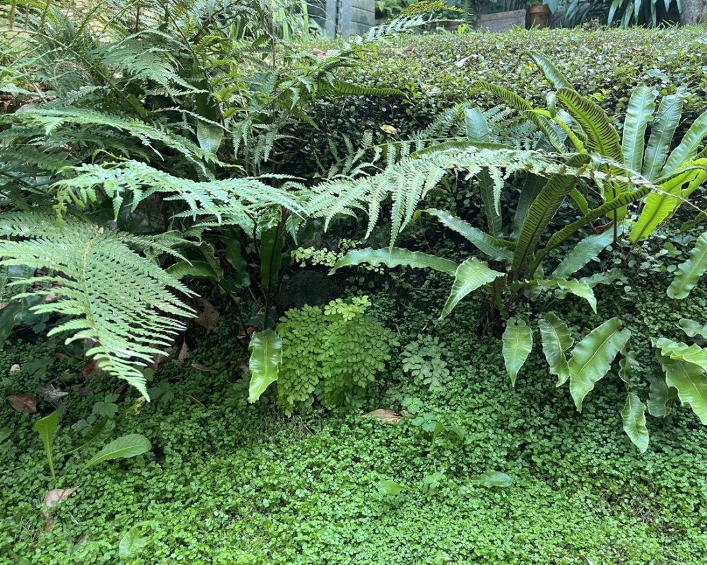 Massif de fougères sur un talus pierreux et ombragé, végétation naturelle inspirée des sous-bois